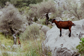Wild Goats in Tramuntana Mountains, Mallorca – Mediterranean Wilderness Scene