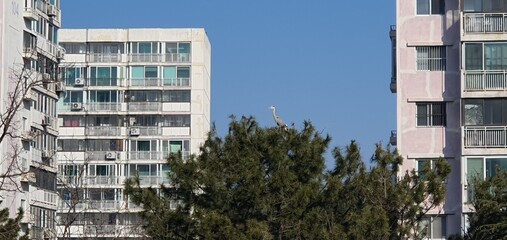 a bird that lives in a forest in an apartment