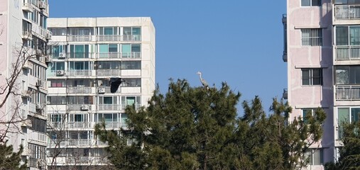 a bird that lives in a forest in an apartment