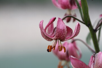 pink orchid flower