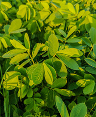 Bright green leaves glow under warm sunlight, showcasing their smooth texture and vibrant, healthy appearance in a lush natural setting.

