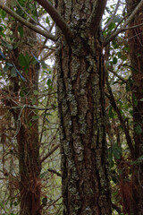 Pine tree trunk and forest background