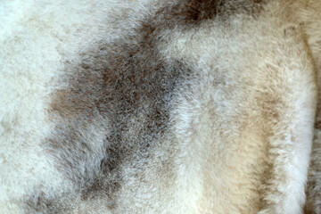 fur close up