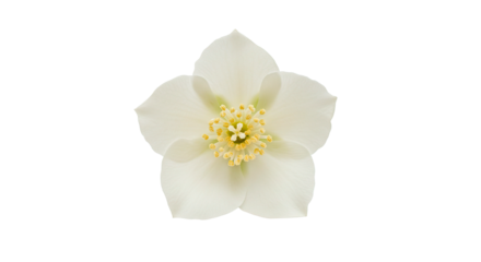 Close-up of a pristine white hellebore flower in full bloom