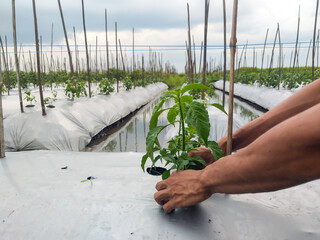 Farmer's hands carefully positioning a small chili seedling into a hole in white plastic sheeting...