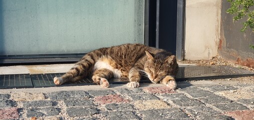 a cat taking a nap