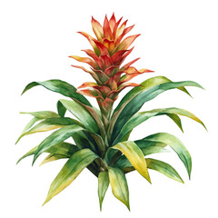 A Bromeliad Plant, watercolor painting vector, isolated on a white background.