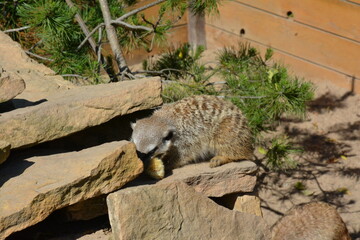 Meerkat resting and eating while lying on sandstone rocks in a zoo enclosure with pine branches