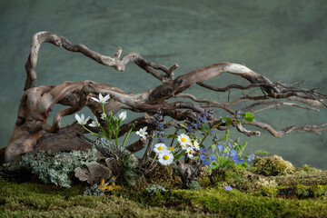 Fresh and delicate Ornithogalum blooms alongside other spring flowers in a mystical and enigmatic atmosphere. Soft petals and ethereal hues evoke purity and quiet wonder