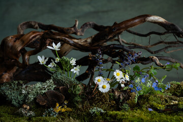 Fresh and delicate Ornithogalum blooms alongside other spring flowers in a mystical and enigmatic atmosphere. Soft petals and ethereal hues evoke purity and quiet wonder