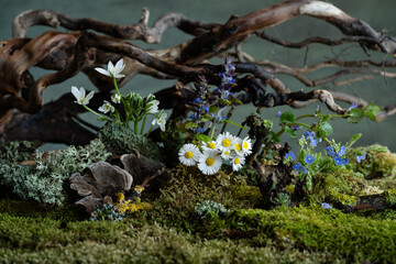 Fresh and delicate Ornithogalum blooms alongside other spring flowers in a mystical and enigmatic atmosphere. Soft petals and ethereal hues evoke purity and quiet wonder