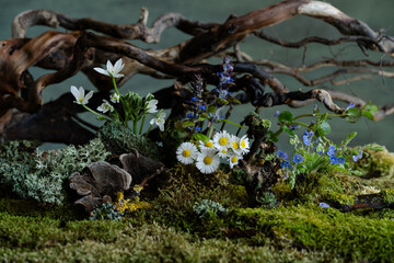 Fresh and delicate Ornithogalum blooms alongside other spring flowers in a mystical and enigmatic atmosphere. Soft petals and ethereal hues evoke purity and quiet wonder