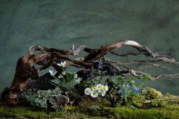 Fresh and delicate Ornithogalum blooms alongside other spring flowers in a mystical and enigmatic...