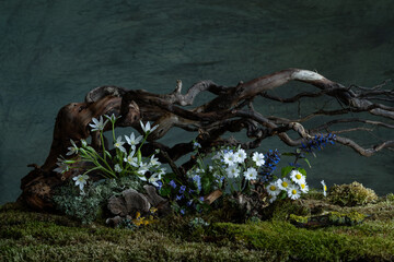 Fresh and delicate Ornithogalum blooms alongside other spring flowers in a mystical and enigmatic atmosphere. Soft petals and ethereal hues evoke purity and quiet wonder