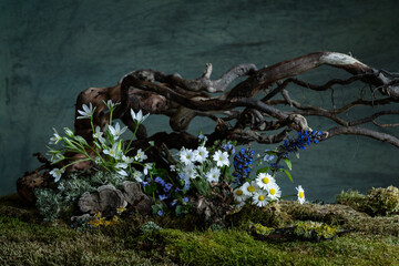 Fresh and delicate Ornithogalum blooms alongside other spring flowers in a mystical and enigmatic...