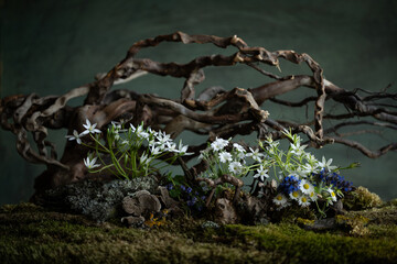Fresh and delicate Ornithogalum blooms alongside other spring flowers in a mystical and enigmatic...
