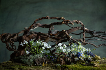 Fresh and delicate Ornithogalum blooms alongside other spring flowers in a mystical and enigmatic atmosphere. Soft petals and ethereal hues evoke purity and quiet wonder