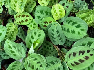 Maranta leuconeura kerchoveana.green leaf background .Top view. Flower background