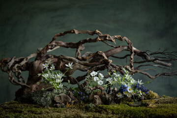 Fresh and delicate Ornithogalum blooms alongside other spring flowers in a mystical and enigmatic atmosphere. Soft petals and ethereal hues evoke purity and quiet wonder