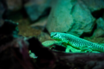 The desert iguana also known as Dipsosaurus dorsalis.                               