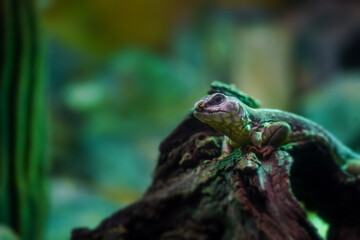 The desert iguana also known as Dipsosaurus dorsalis.                               
