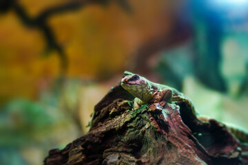 The desert iguana also known as Dipsosaurus dorsalis.                               