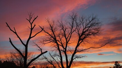 Fototapeta premium Vivid Sunset Colors Illuminate Bare Trees in the Evening Sky Above a Serene Landscape During Autumn Transition