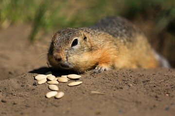 A gopher eats sunflower seeds in the park
