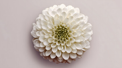 White Dahlia
