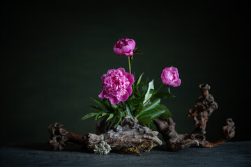 Graceful peonies, radiating elegance and tenderness, with branches and snags. A harmonious combination of the beauty of nature and artistic skill.