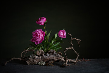 Graceful peonies, radiating elegance and tenderness, with branches and snags. A harmonious...