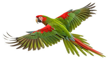 Flying macaw parrot bird exotic wildlife tropical rainforest avian species nature animal pet photography isolated on transparent background