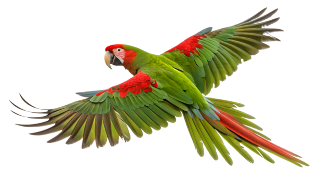 Flying macaw parrot bird exotic wildlife tropical rainforest avian species nature animal pet photography isolated on transparent background