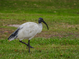 Australian White Ibis Strutting Across Grass