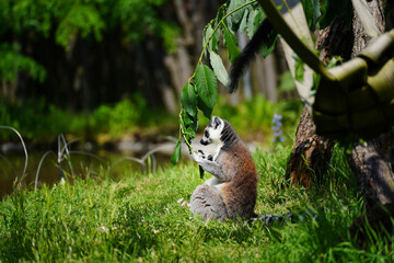 Elegant lemur on a walk on sunny day.	
