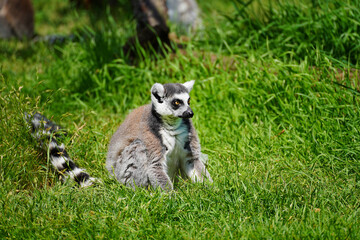 Elegant lemur on a walk on sunny day.	
