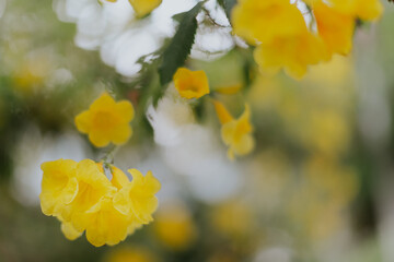 yellow spring flowers