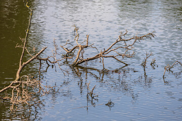 A fallen tree in a pond has branches above the surface