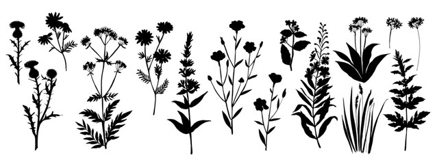 Vector silhouette of wild meadow herbs and flowers. Natural black grass border on white background. Perfect for botanical design, print, cards, posters, eco packaging, and decorative elements.