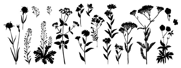 Vector silhouette of wild meadow herbs and flowers. Natural black grass border on white background. Perfect for botanical design, print, cards, posters, eco packaging, and decorative elements.