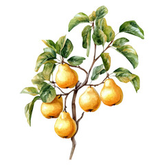 Autumn Pears Ripening Tree, watercolor vector, isolated on a white background.