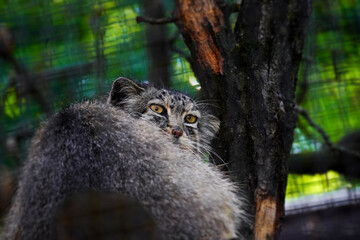 Beautiful manul resting on a tree while looking at the camera.	
