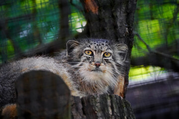 Beautiful manul resting on a tree while looking at the camera.	
