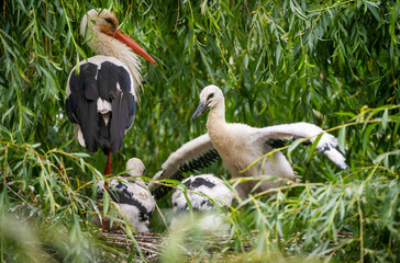 White Stork, ciconia ciconia, Chicks on Nest, Europe, Czech Republic, Chomutov