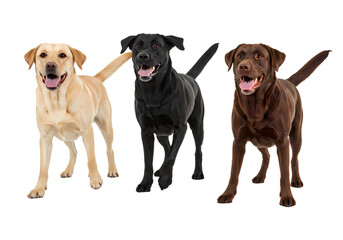 Labrador Retriever Colors: Yellow, Black, Chocolate