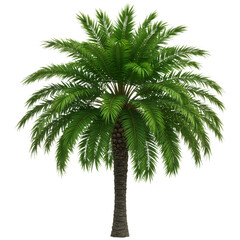 Obraz premium Lush Palm Tree with Radiating Fronds and Vibrant Green Leaves Against White Background.