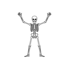Skeletal Anatomy in Detail: An illustrative portrayal of the human skeletal system, presented in precise detail against an unobtrusive backdrop.