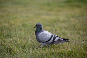 A pigeon walks cautiously across a grassy field, its head turned toward the camera with curious eyes. The natural green background highlights the bird’s soft feathers and alert posture.
