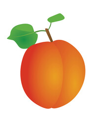 Apricot on white background, vector	
