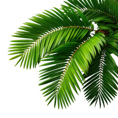 Fototapeta premium Vibrant green palm fronds with detailed veins and yellow stems isolated on transparent background